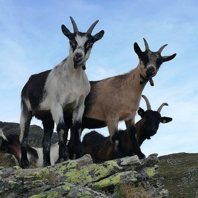 Chalet Niederhaushof ウルティモ エクステリア 写真